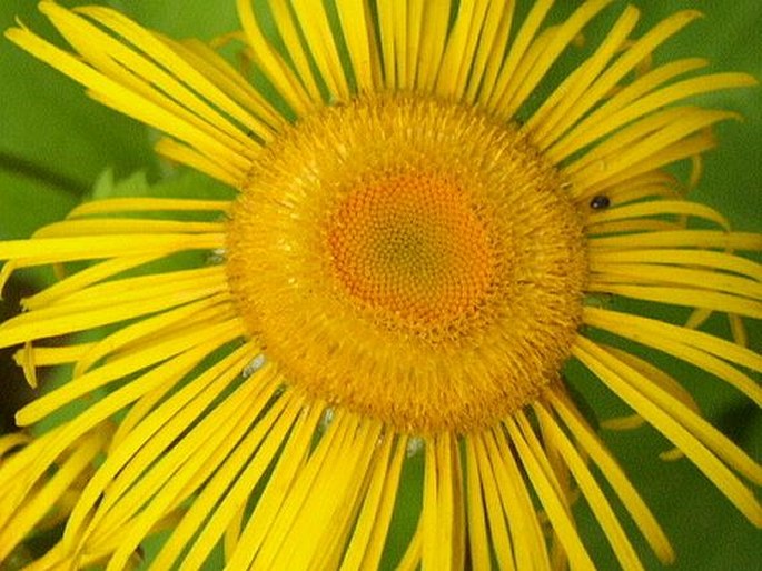 TELEKIA SPECIOSA (Schreb.) Baumg. - kolotočník ozdobný / telekia ozdobná