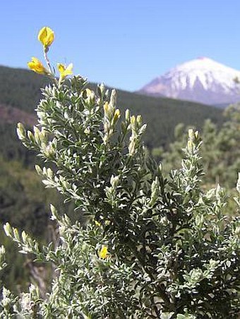 Teline canariensis