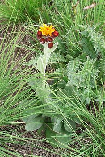 Tephroseris capitata