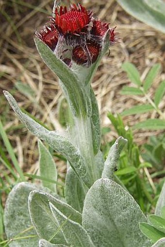 Tephroseris capitata