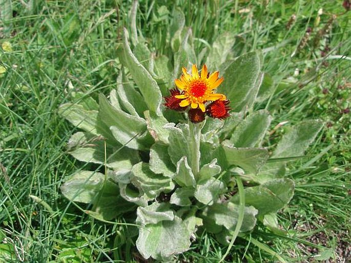 Tephroseris capitata