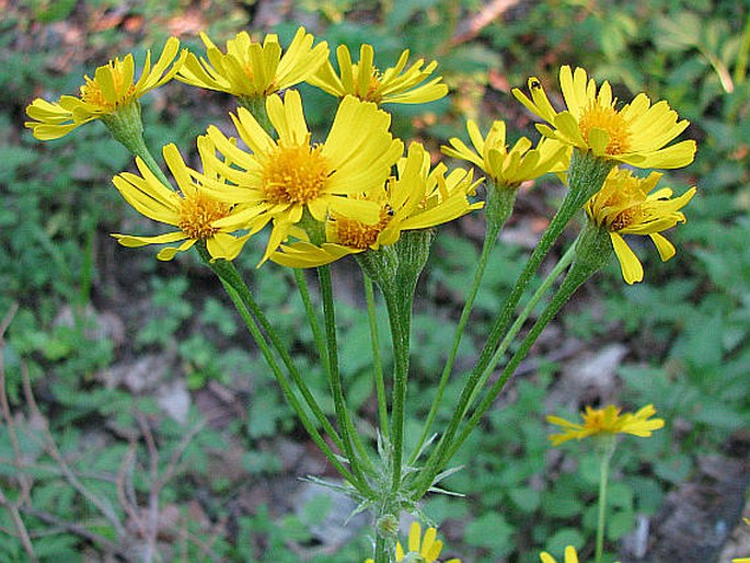 TEPHROSERIS CRISPA (Jacq.) Schur – starček potoční / popolavec kučeravý