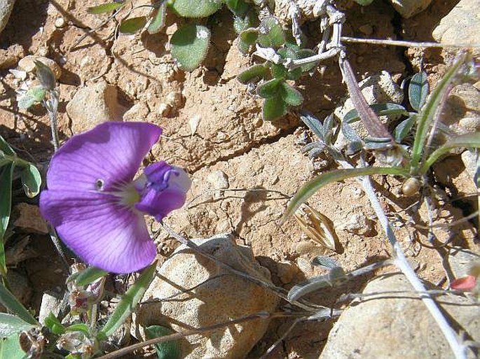 Tephrosia odorata