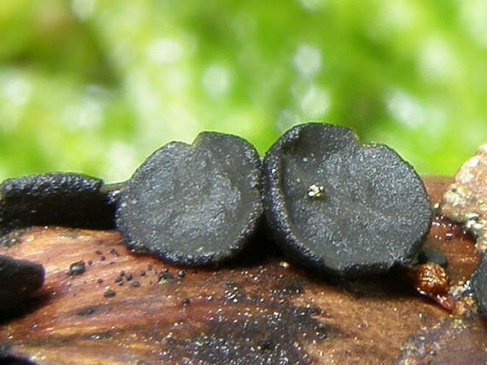 Rutstroemia bulgarioides