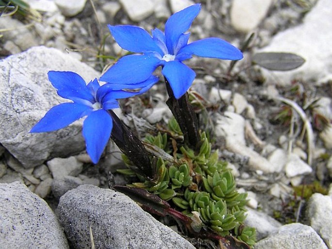 GENTIANA TERGLOUENSIS Hacq. – hořec triglavský / horec