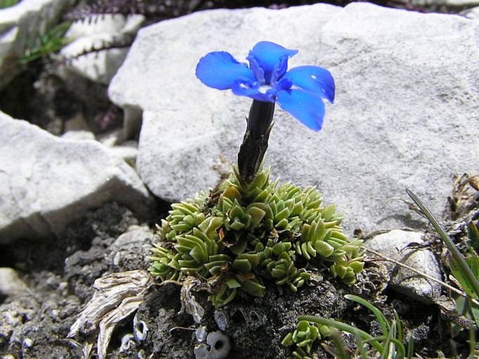 Gentiana terglouensis