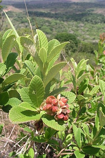 Tetracera boiviniana