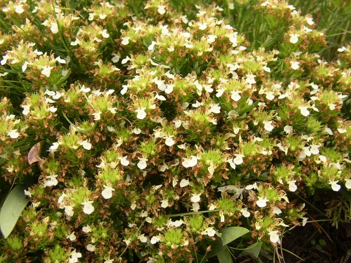 Teucrium montanum