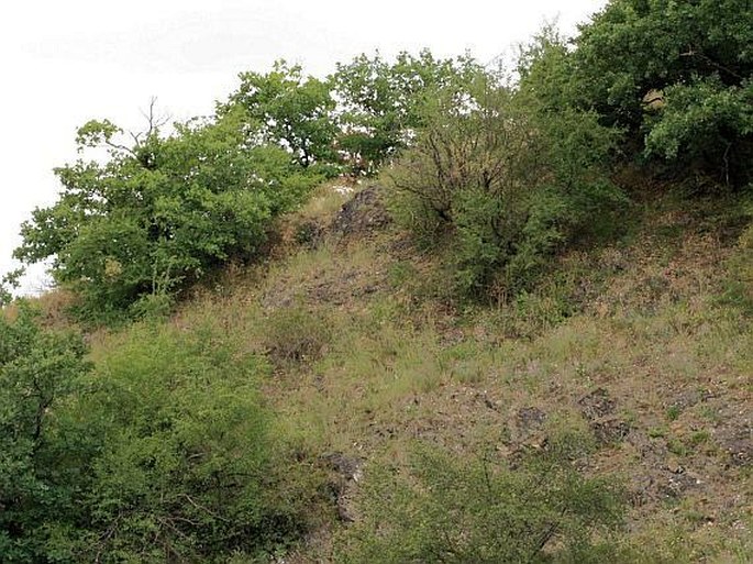 Teucrium botrys