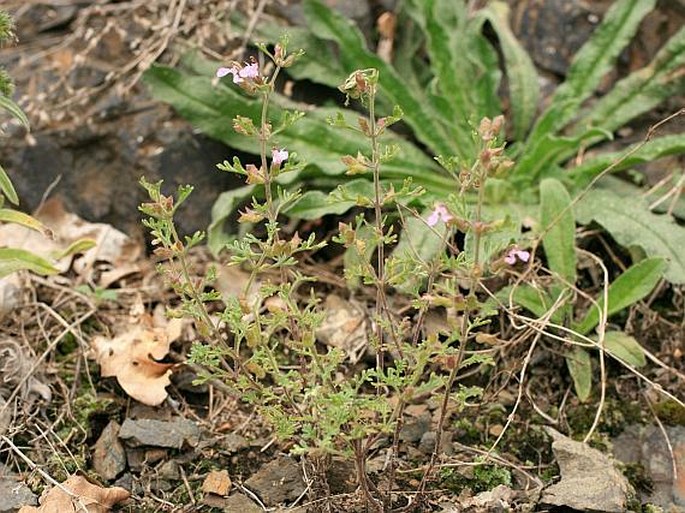 Teucrium botrys