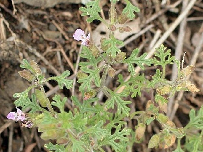 Teucrium botrys