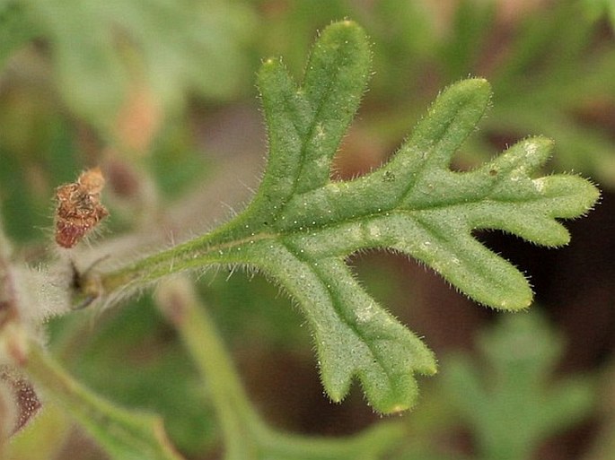 Teucrium botrys