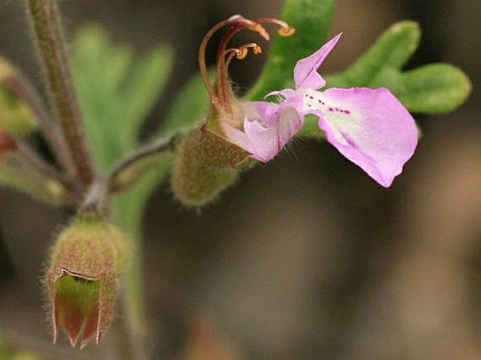 Teucrium botrys