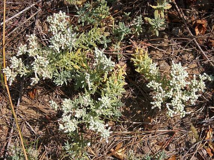 Teucrium capitatum