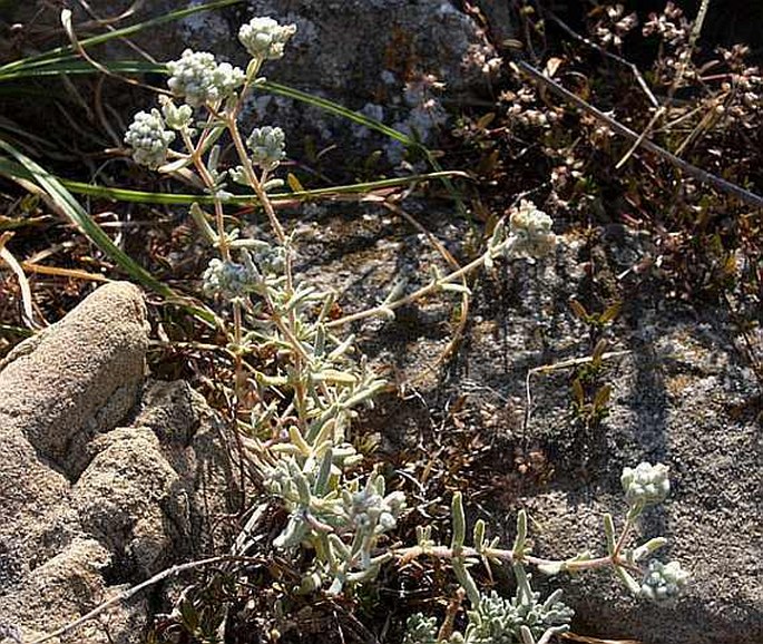 Teucrium capitatum