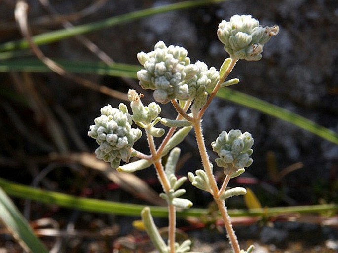 Teucrium capitatum