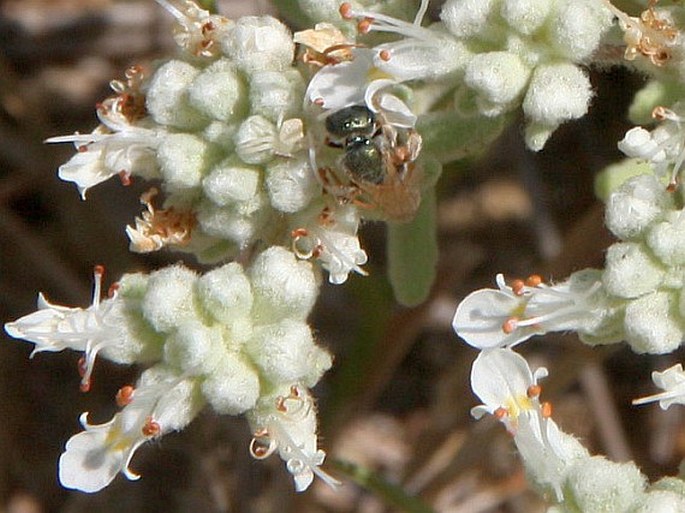 Teucrium capitatum