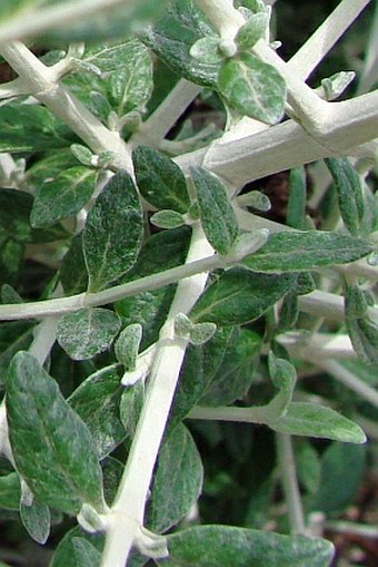 Teucrium fruticans