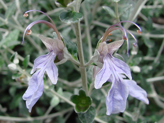 Teucrium fruticans