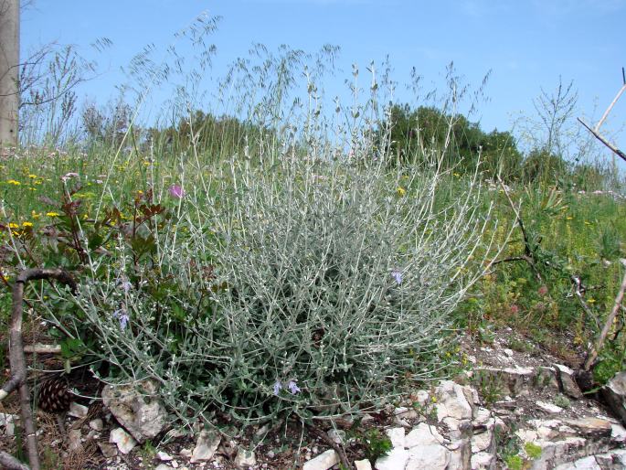 Teucrium fruticans