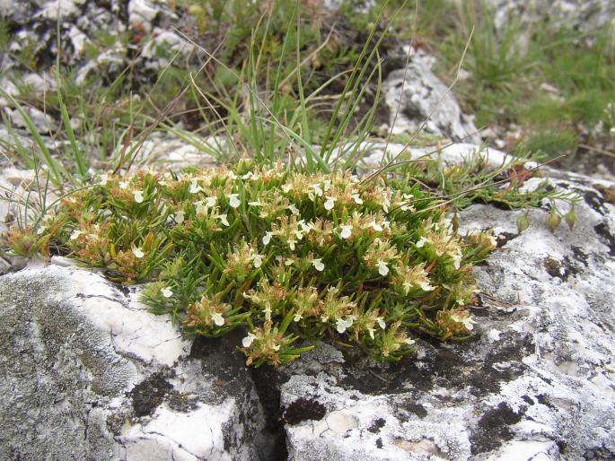 Teucrium montanum