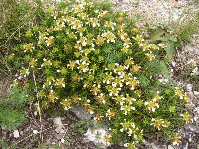 Teucrium montanum