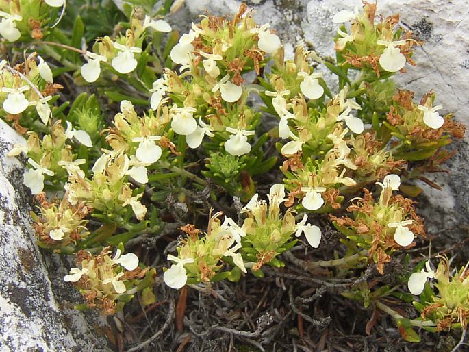 Teucrium montanum