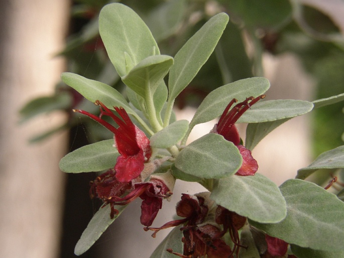 Teucrium heterophyllum