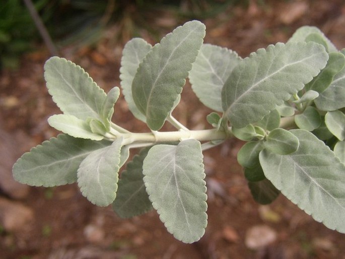 Teucrium heterophyllum