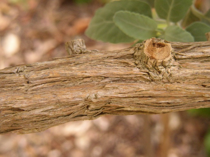 Teucrium heterophyllum