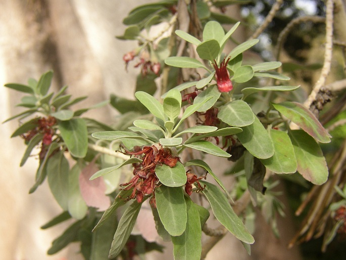 Teucrium heterophyllum