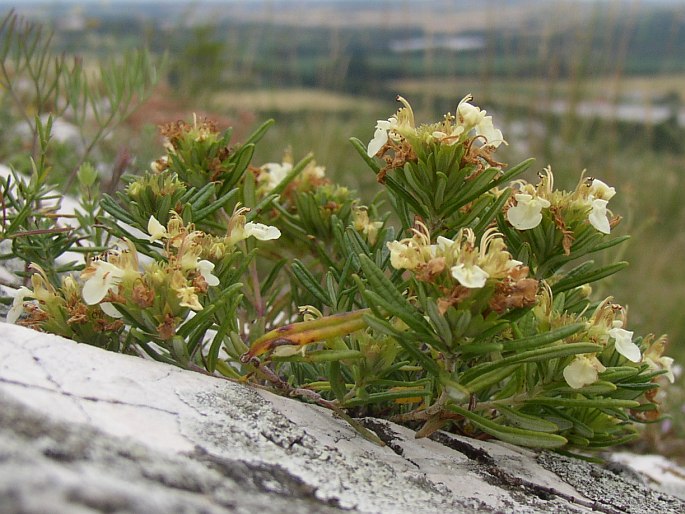 Teucrium montanum