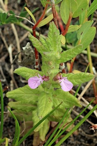 Teucrium scordium