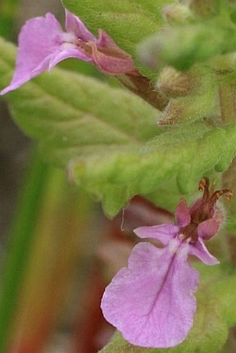 Teucrium scordium