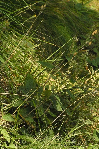 Teucrium scorodonia