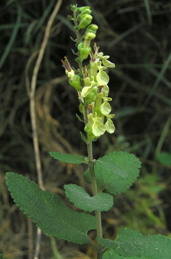 Teucrium scorodonia