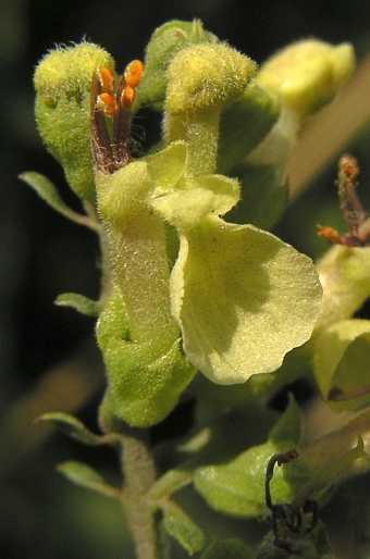 Teucrium scorodonia