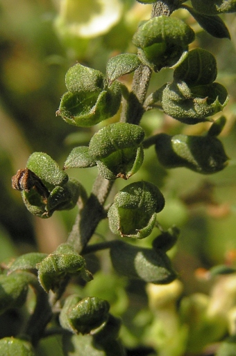 Teucrium scorodonia