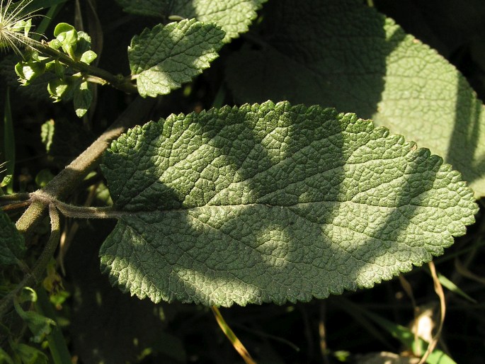 Teucrium scorodonia