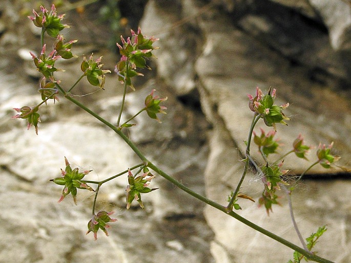 Thalictrum foetidum