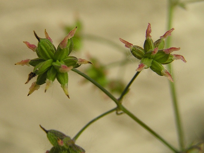 Thalictrum foetidum