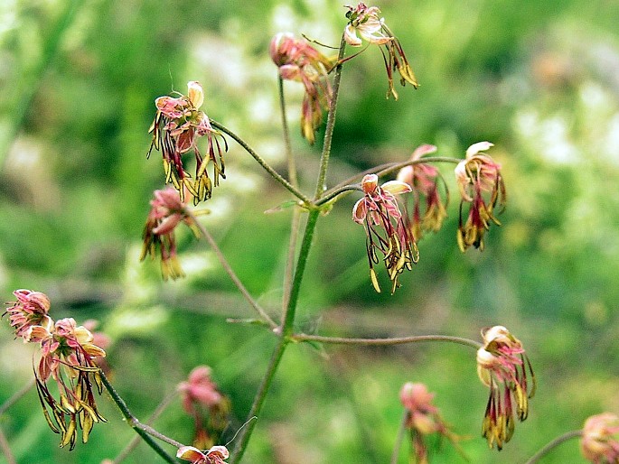 Thalictrum foetidum