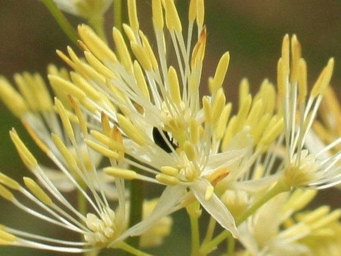 THALICTRUM FLAVUM L. - žluťucha žlutá / žltuška žltá