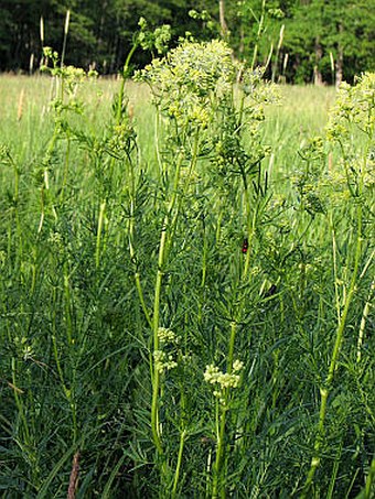 Thalictrum lucidum