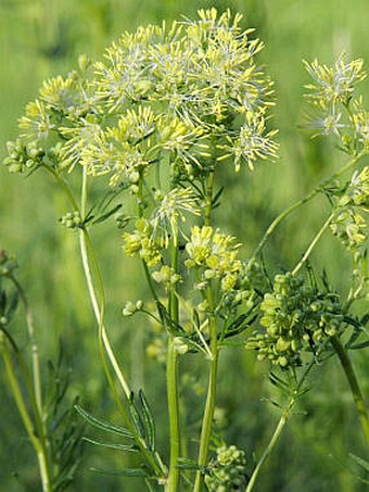 Thalictrum lucidum