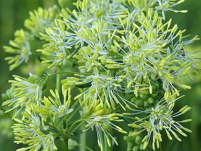 THALICTRUM LUCIDUM L. - žluťucha lesklá / žltuška lesklá