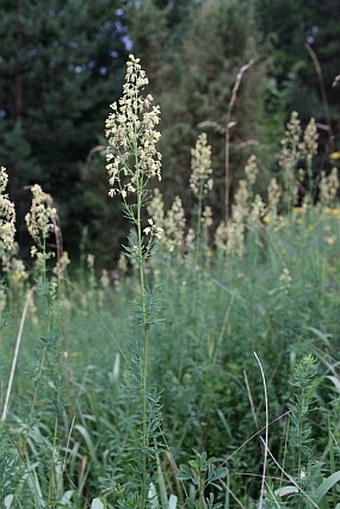 Thalictrum simplex subsp. simplex