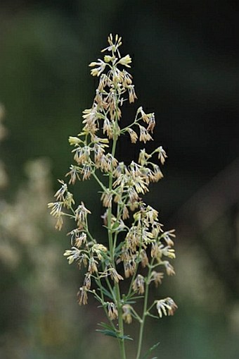 Thalictrum simplex subsp. simplex