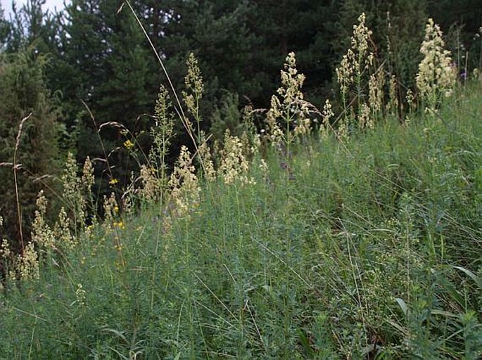 Thalictrum simplex subsp. simplex