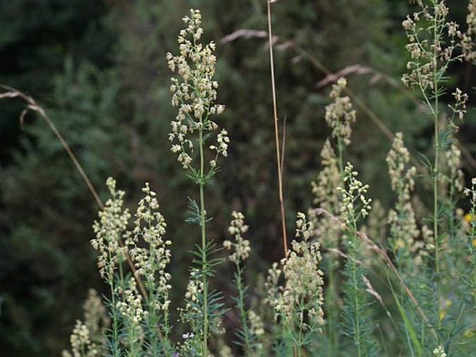 Thalictrum simplex subsp. simplex